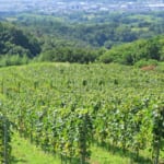 登美の丘ワイナリーのブドウ畑