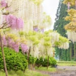 十ノ瀬藤の郷　満開の藤