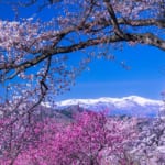 福島県の桃源郷（花見山公園）