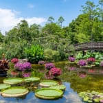 水生植物公園みずの森