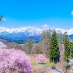・小川村番所の桜（長野県）