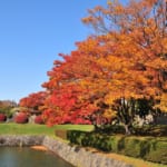 五稜郭公園の紅葉