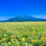 利尻富士と花畑