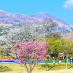 【熊本県】南阿蘇にある一心行の大桜