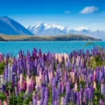 ニュージーランド