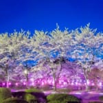 つがの里　夜桜