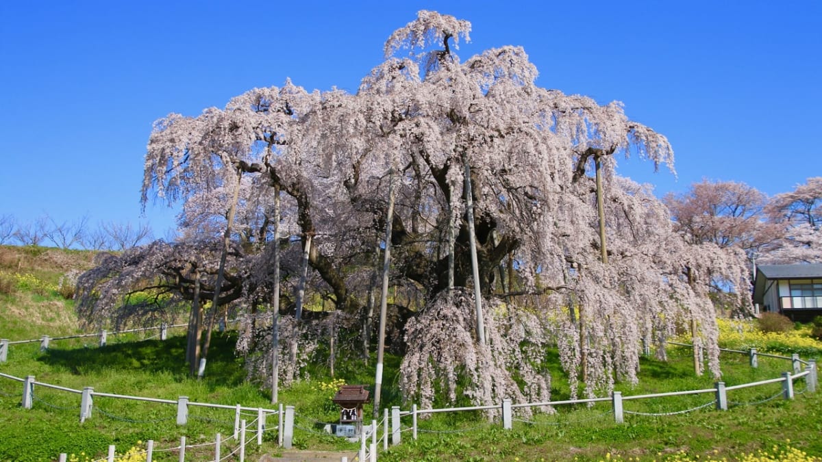 福島県三春町でおすすめのお土産４選。かわいいクマさんのパンも！