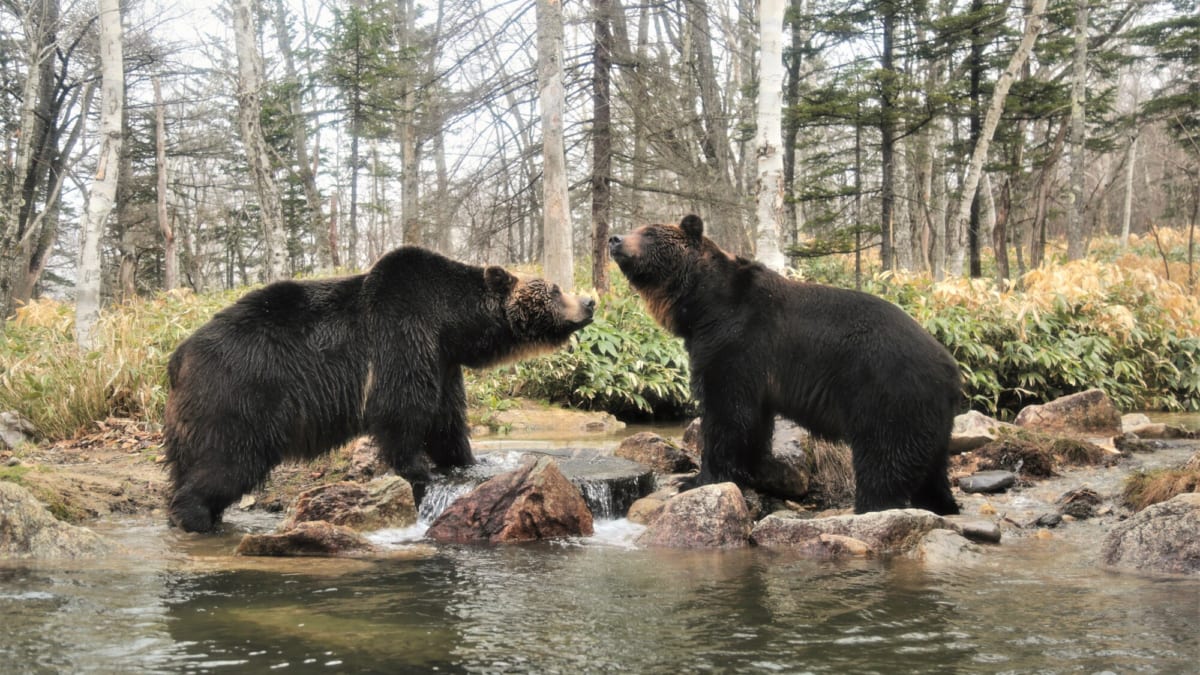 【北海道】サホロリゾート ベア・マウンテンの観光概要|ヒグマに会える！？