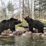 サホロリゾート ベア・マウンテンのヒグマ