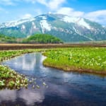 尾瀬ヶ原　ミズバショウ