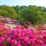 西山公園のツツジ