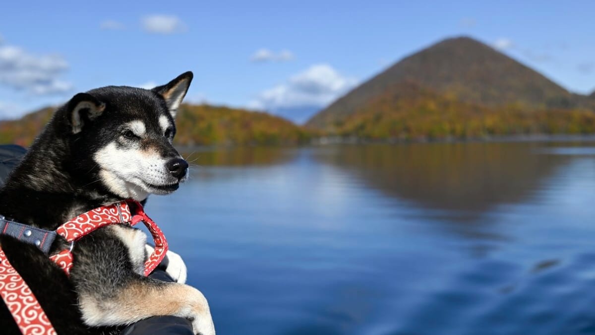 津軽海峡フェリーの旅①【青森～室蘭】愛犬とマイカーキャンプ！