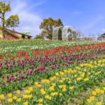 緑のミュージアム ハーベストの丘