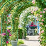 修善寺虹の郷　バラのアーチ