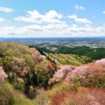 御亭山の山桜