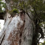 弥生杉（白谷雲水峡）