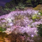 長野公園の夜桜（河内長野）