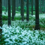 綾部市 シャガ群生地