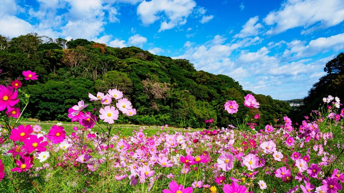 【神奈川県】コスモス畑の名所12選！見頃をご紹介