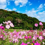 【横須賀市】くりはま花の国