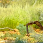 アリススプリングス