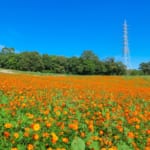 愛知牧場の花畑