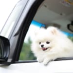 愛犬とドライブ＆フェリー旅行