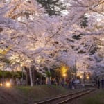 芦野公園駅　桜ライトアップ