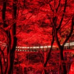 花貫渓谷 ライトアップ