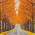 滋賀県マキノ町　メタセコイア並木