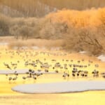 北海道の鶴居村を流れる雪裡川
