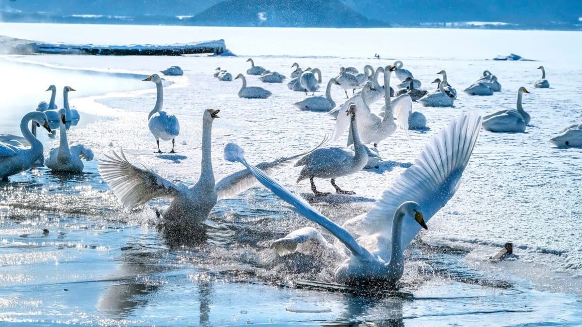 北海道で白鳥の姿に見とれよう！白鳥に出会える飛来地7選
