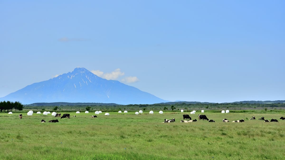 【北海道】幌延町の観光スポット7選！トナカイとブルーポピー・秘境駅の町