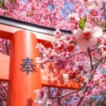 平野神社の桜（京都×春）