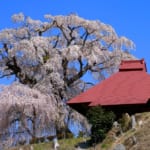 山田の天王桜