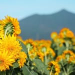 あけのひまわりフェスティバル