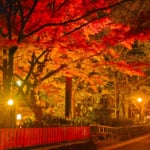 京都祇園 白川南通り