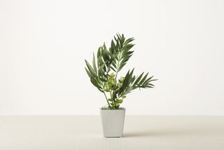 光触媒加工の観葉植物おすすめ人気16品。本物そっくりなものや壁掛けタイプなどをご紹介のサムネイル画像