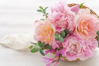 ふるさと納税で人気の花おすすめ18品。花束・花苗・鉢植え・定期便などおすすめ品をご紹介！のサムネイル画像