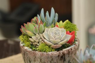 多肉植物のおすすめ人気18品（2025年）！初心者でも扱いやすい/おしゃれな品種をご紹介のサムネイル画像