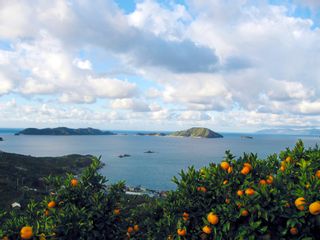 お取り寄せで楽しめる愛媛県の人気グルメ15品！おすすめの絶品総菜から人気スイーツまでのサムネイル画像