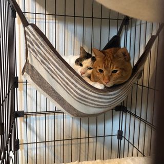 猫用ハンモックのおすすめ人気25品（2025年）。吊り下げ型/置き型/壁・窓取り付け型の逸品をご紹介のサムネイル画像