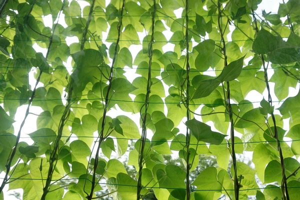 グリーンカーテンのおすすめ人気16品。食べられる野菜/花が楽しめる植物/おしゃれなフェイクグリーンなどの画像