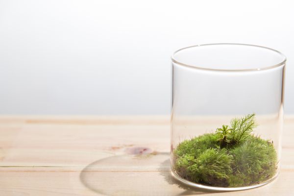 苔栽培を楽しめるおすすめ商品16品!テラリウム/苔玉/盆栽など初心者にも簡単に育てられる商品をご紹介の画像