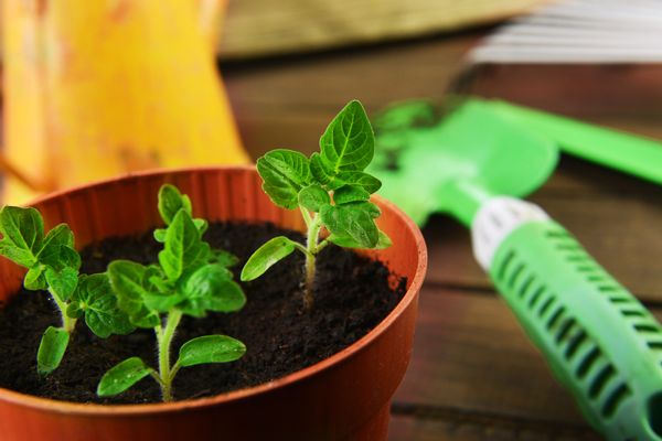 栽培キットのおすすめ人気18品（2025年）。初心者でも室内で気軽に育てられるものとは？の画像