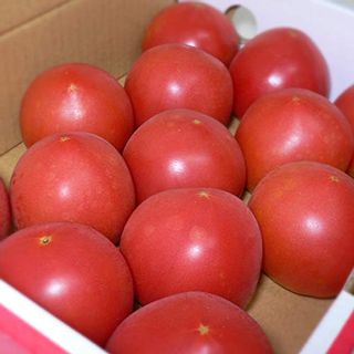 高糖度トマト 「アメーラ」のサムネイル画像 13枚目