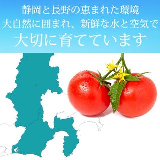 高糖度トマト 「アメーラ」のサムネイル画像 20枚目