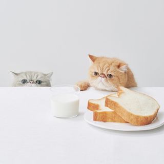 ねこねこ食パンのサムネイル画像 9枚目