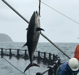 海鮮五色丼のサムネイル画像 11枚目
