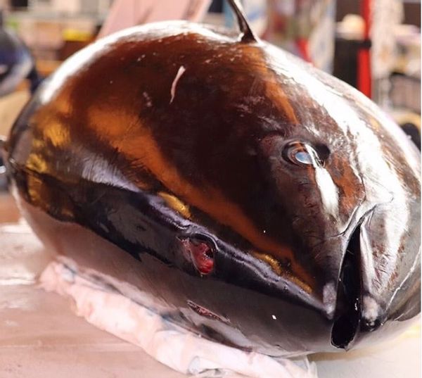 海鮮五色丼のサムネイル画像 9枚目